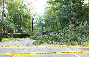 Road blocked off with a large number of trees fallen over it due to a storm